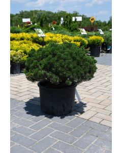 Pinus, Mountain Pine 'Sherwood Compact'