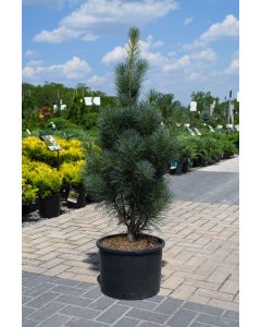 Pinus, Eastern White Pine 'Stowe Pillar'