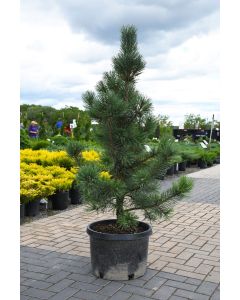 Pinus, Mountain Pine 'Tannenbaum'