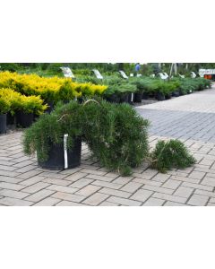 Pinus, Jack Pine 'Uncle Fogey'