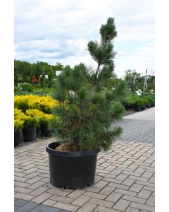 Pinus, Swiss Stone Pine 'Algonquin Pillar' (Large Sizes)