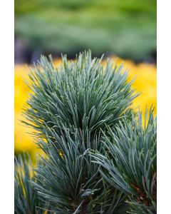 Pinus, Swiss Stone Pine (Large Sizes)