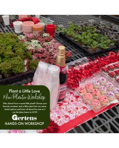 Plant a Little Love | Saturday February 14th at 11am