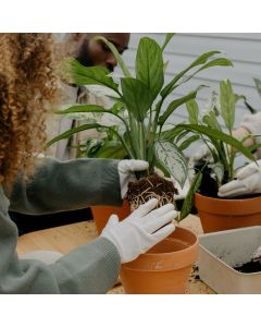 Repotting With Confidence | Sunday March 1st at 11am