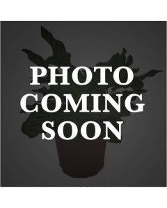 Pennisetum 'Feathertop Grass' ~ 100 Seeds