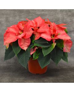 Ice Crystals Poinsettia in Bare Pot