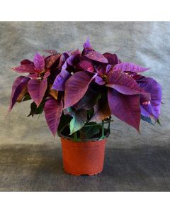Purple Painted Poinsettia in Bare Pot