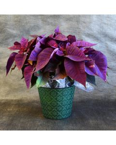 Purple Painted Poinsettia with Premium Cover