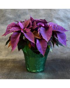 Purple Painted Poinsettia with Foil Cover