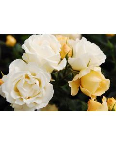 Rosa, Shrub Rose 'Popcorn Drift®'
