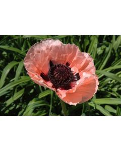 Papaver, Oriental Poppy 'Princess Victoria Louise'