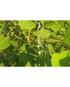 Populus, Quaking Aspen 'Summer Shimmer®'