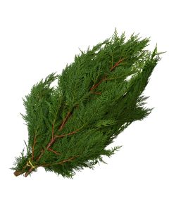 Cedar 'Port Orford Cedar'