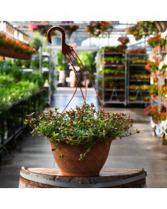 Portulaca, Pazazz™ Mega Mix Hanging Basket
