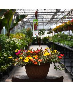 Portulaca, Pazazz™ Mega Mix Hanging Basket
