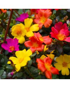 Portulaca, Pazazz™ 'Mega Mix'