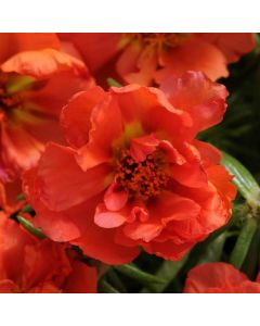 Portulaca (Moss Rose), Happy Hour™ 'Orange'