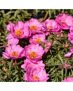 Portulaca (Moss Rose), Happy Hour™ 'Rosita'