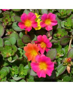Portulaca, Pazazz™ 'Mega Mix'