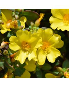 Portulaca, Pazazz™ 'Nano Yellow'