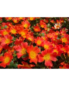 Portulaca, Pazazz™ 'Nano Orange'