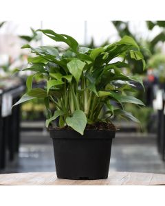 Epipremnum Pinnatum, Dragon's Tail 'Baltic Blue'