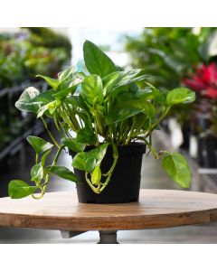 Epipremnum Aureum, Pothos 'Global Green'