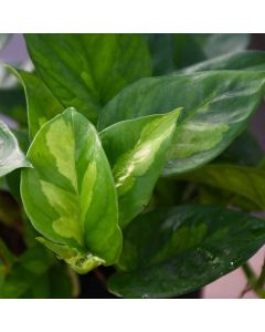 Epipremnum Aureum, Pothos 'Global Green'