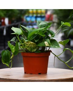 Epipremnum Aureum, Pothos 'Golden'