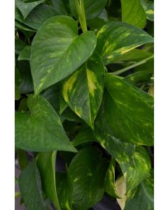 Epipremnum Aureum, Pothos 'Golden'
