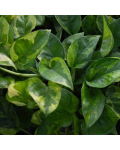 Epipremnum Aureum, Pothos 'Lemon Meringue'