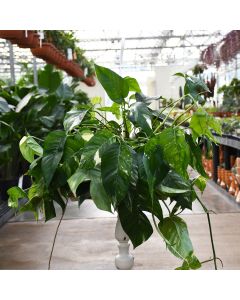 Epipremnum Pinnatum 'Albo Variegata'