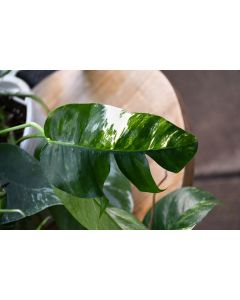 Epipremnum Pinnatum, Dragon-Tail 'Albo Variegata'