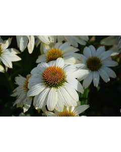 Echinacea, Purple Coneflower 'PowWow White'
