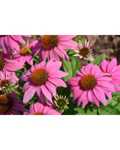 Echinacea, Purple Coneflower 'PowWow Wild Berry'