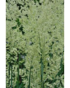 Koeleria, Junegrass 'Minnesota Native'
