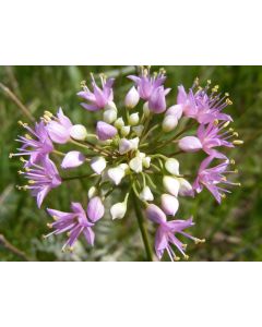 Allium, Prairie Onion 'Minnesota Native'