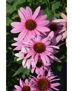 Echinacea, Purple Coneflower 'Prairie Splendor™'