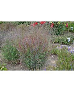 Panicum, Switchgrass 'Prairie Winds® Cheyenne Sky'