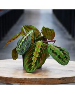Maranta Leuconeura, Prayer Plant 'Red'