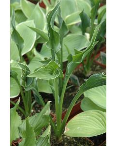 Hosta, Lime-Green Leaf 'Praying Hands'