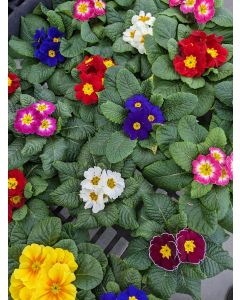 Primula, Assorted Colors