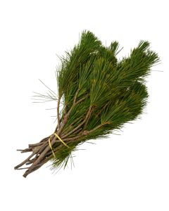 Pine 'Princess Pine'