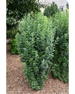Ligustrum, Privet 'First Editions® Straight Talk®'
