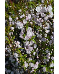 Prunus, Flowering Almond 'Pink'