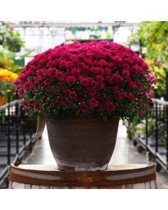 13"" Pot