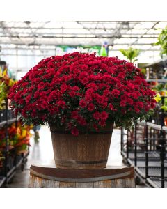 16"" Pot