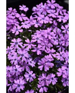 Phlox, Creeping 'Purple Beauty'