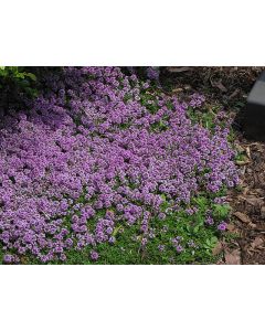 Thyme, Creeping Mother of 'Purple Carpet'