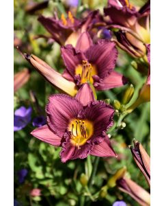Hemerocallis, Purple Daylily 'Purple d’ Oro'